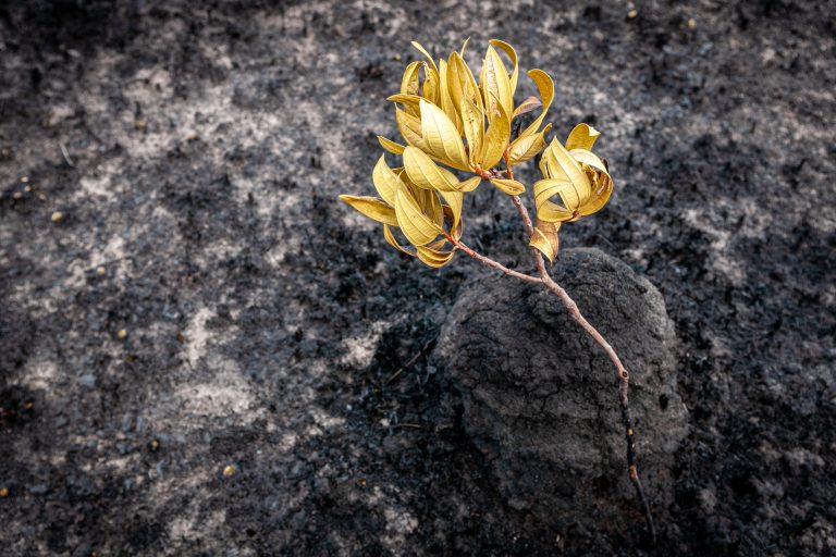 En blomst ligger på brent jord etter brannene i Amazonas-regnskogen 2019